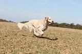 GOLDEN RETRIEVER 136